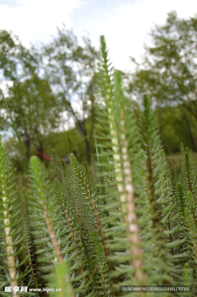 茂密的绿色肉质植物景观