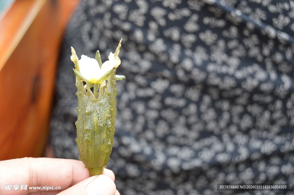 手持仙人掌小花