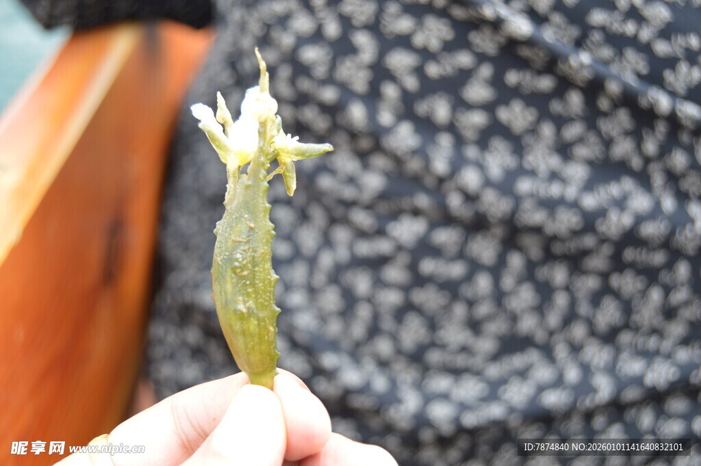 手持的嫩绿仙人掌小花