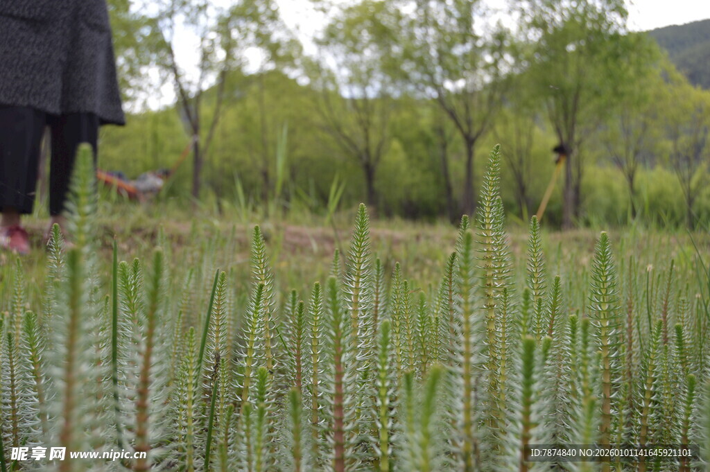 田野中的绿色植物景观