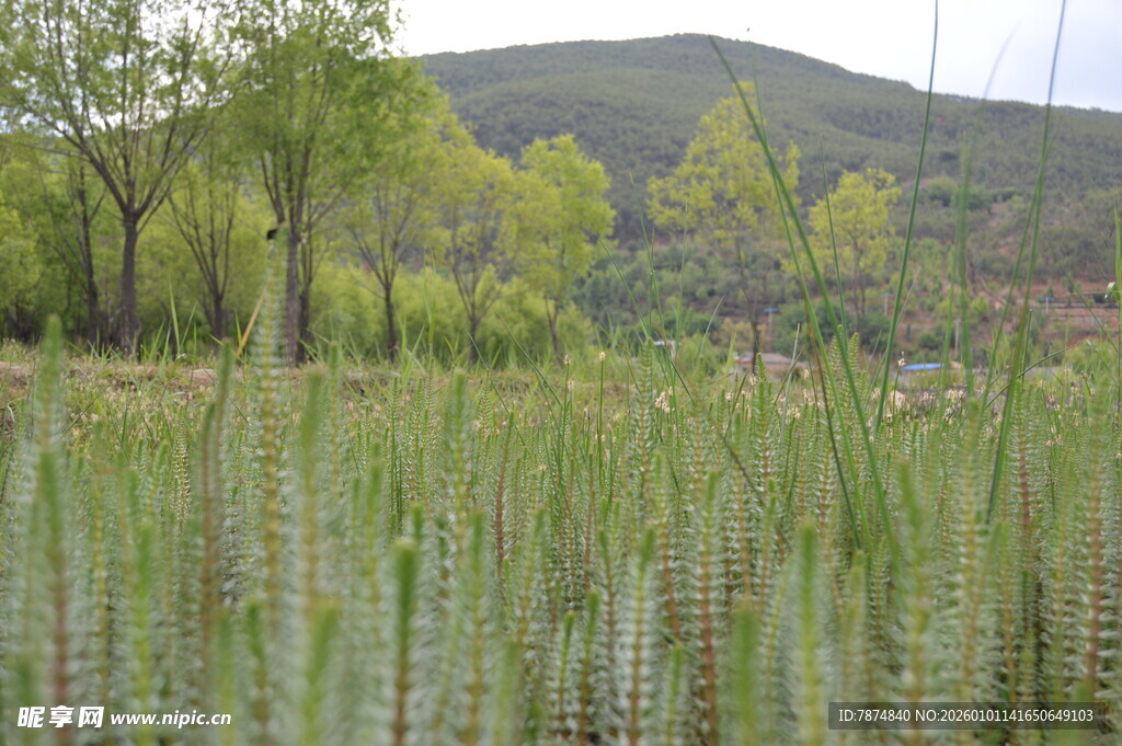 田野中的绿植与远处山峦