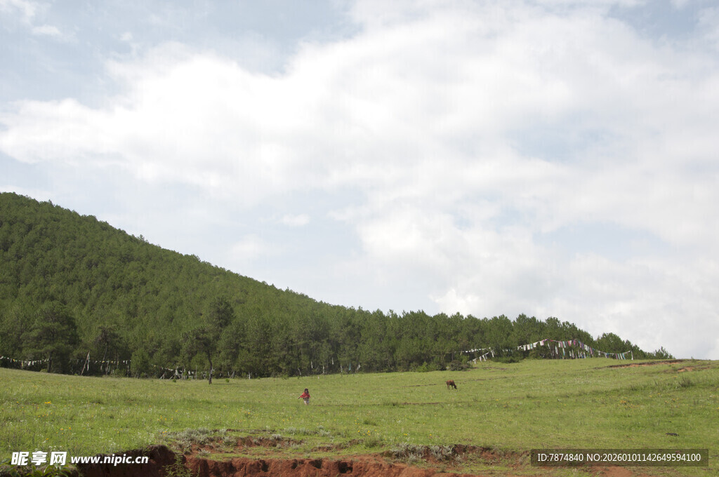 草原风光 绿意盎然的天地