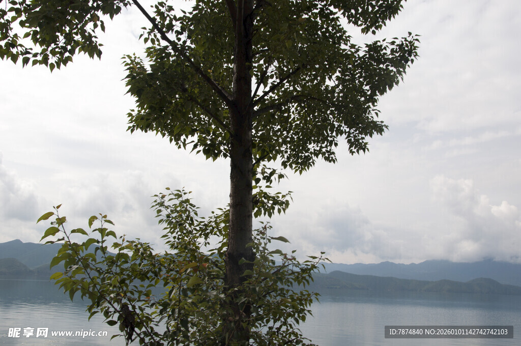 湖畔孤树 静享自然之美