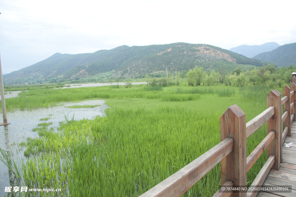 湖畔木栈道旁的绿野风光