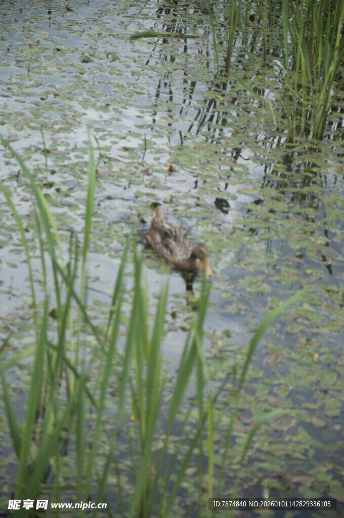 水中小鸟于绿植间觅食