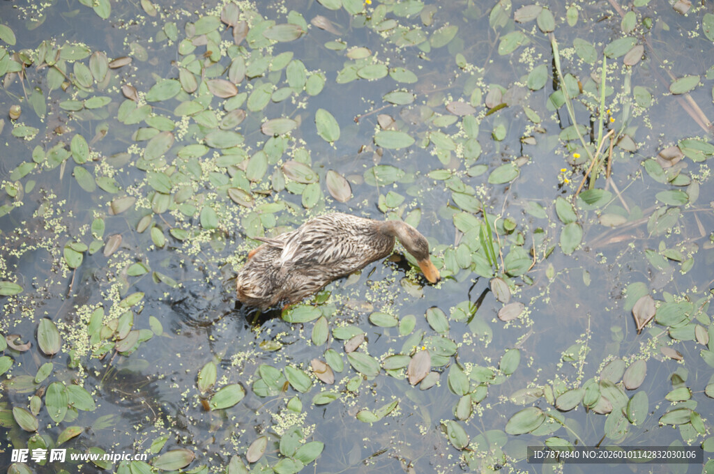 水中游弋的毛茸茸小鸭子