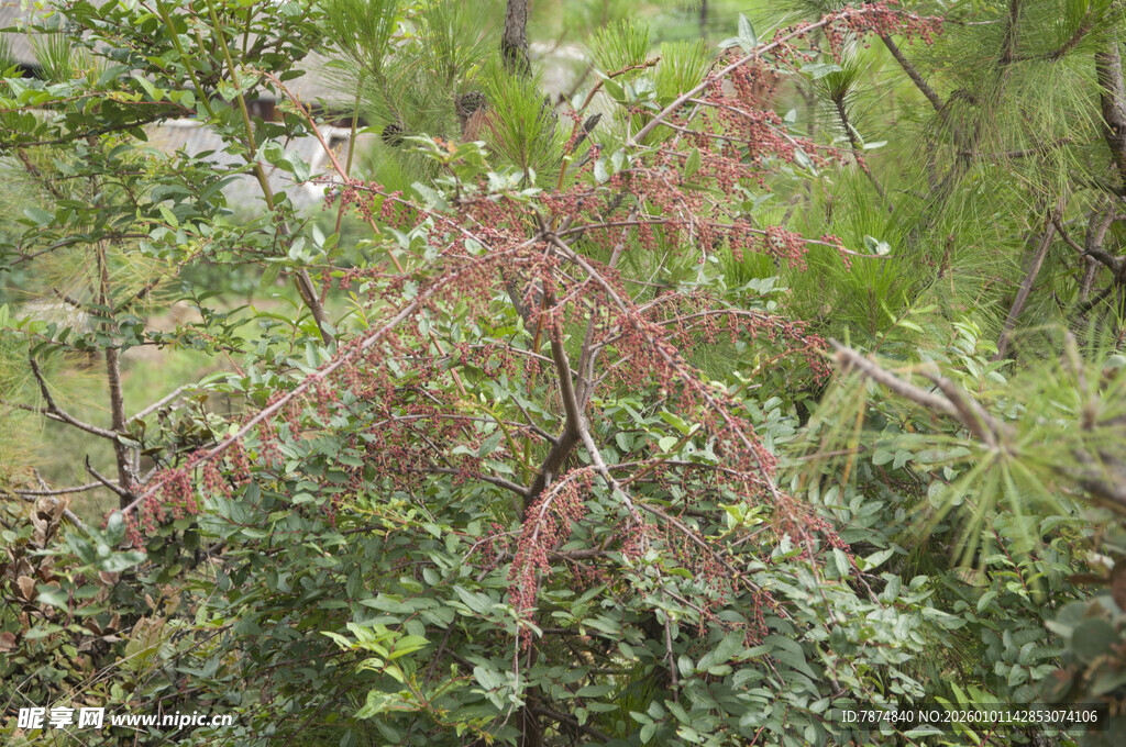 粉色穗状植物点缀绿意间