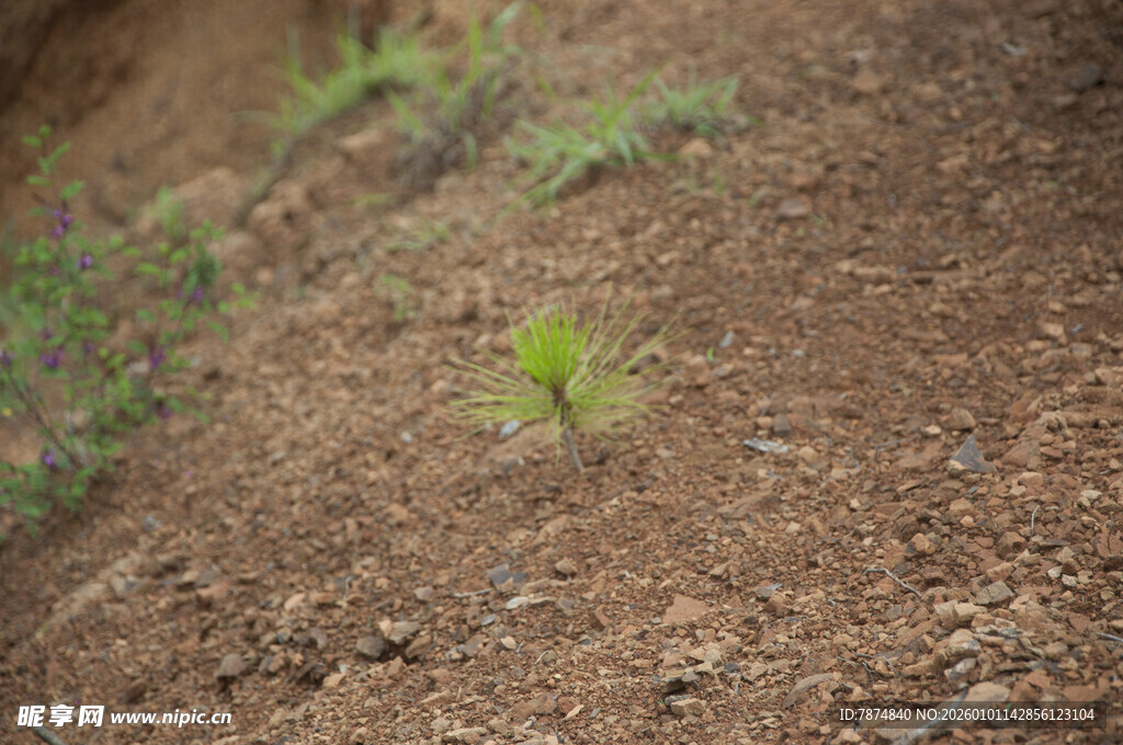 破土而出的嫩绿幼苗