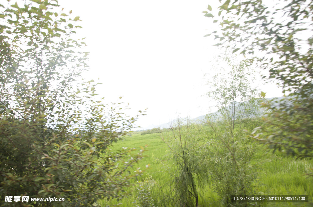 绿意盎然的户外自然景象