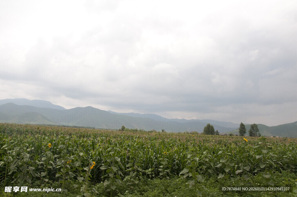 田野中的玉米与远山景色