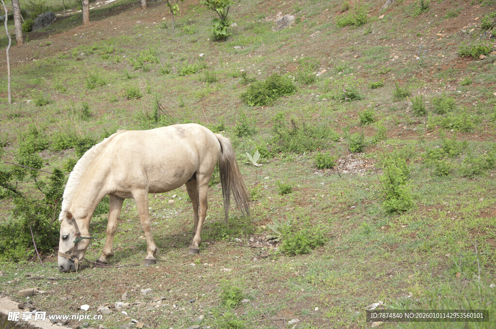 草原上低头吃草的白马