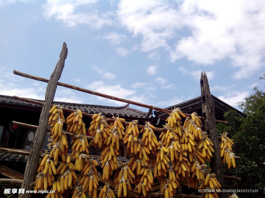 农家屋檐下的金黄玉米