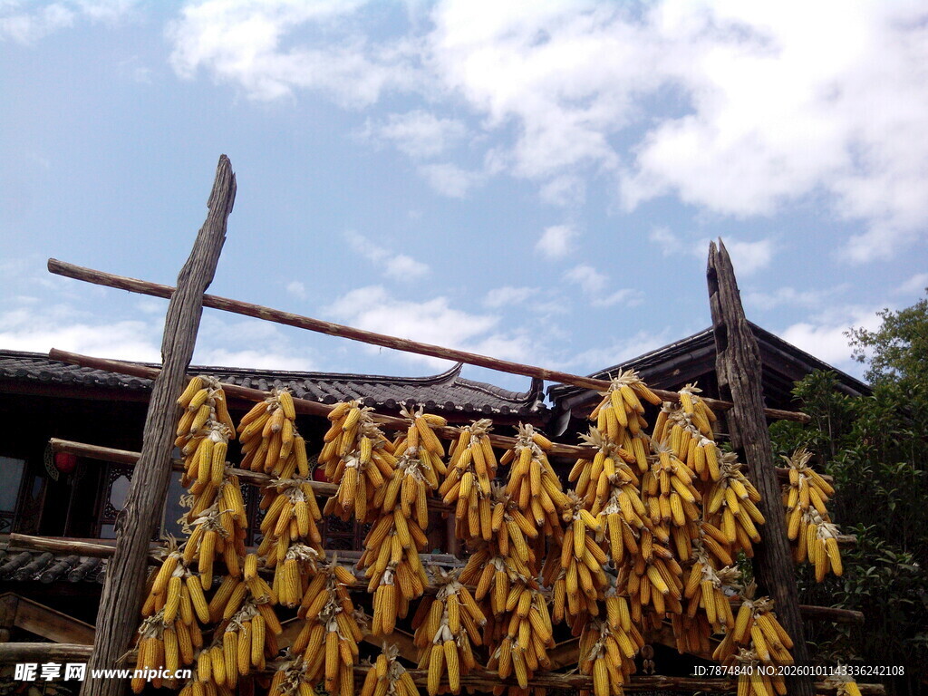 农家屋檐下晾晒的金黄玉米