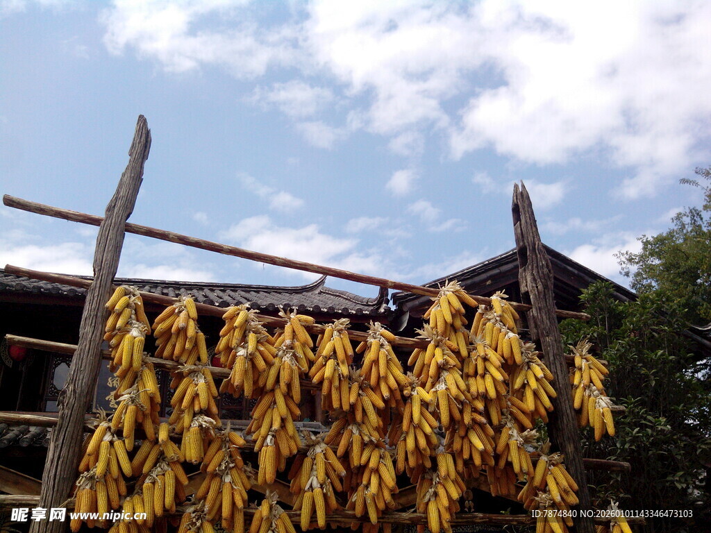 农家屋檐下的金黄玉米