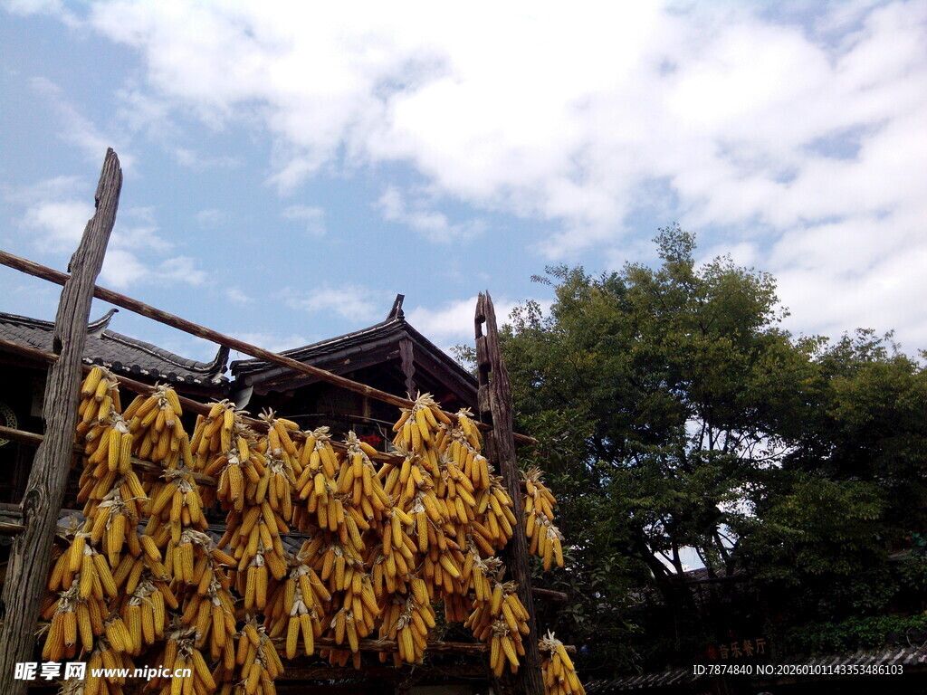 农家屋檐下的金黄玉米