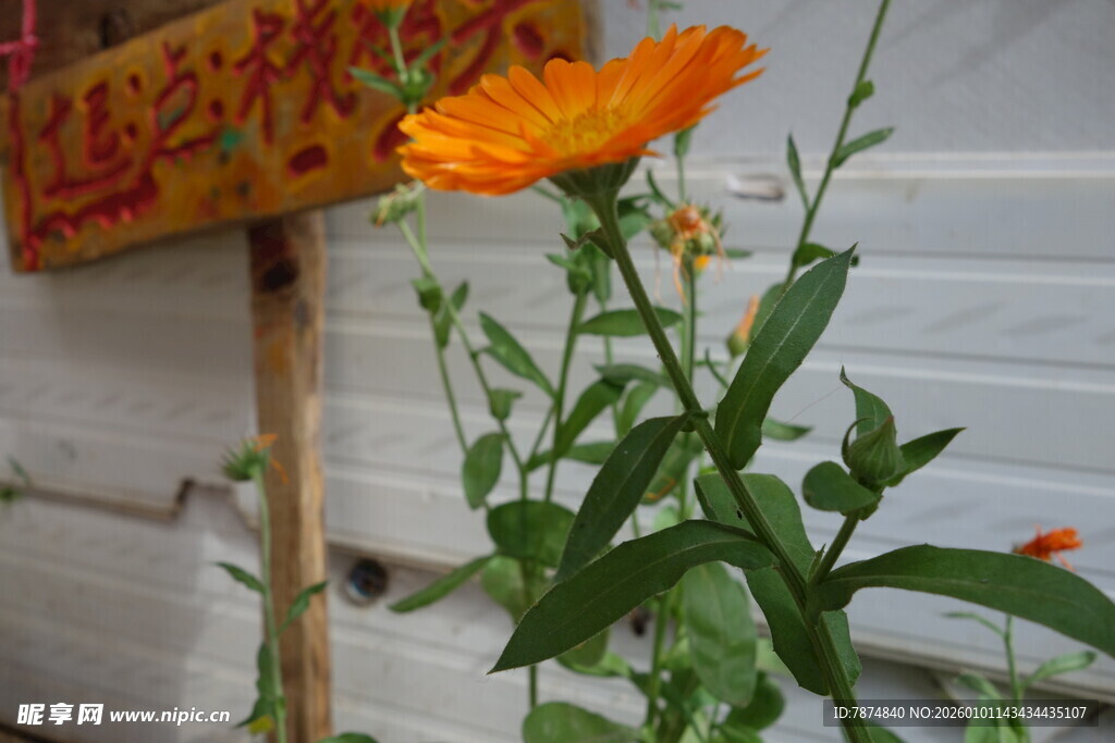 墙边绽放的橙色花朵