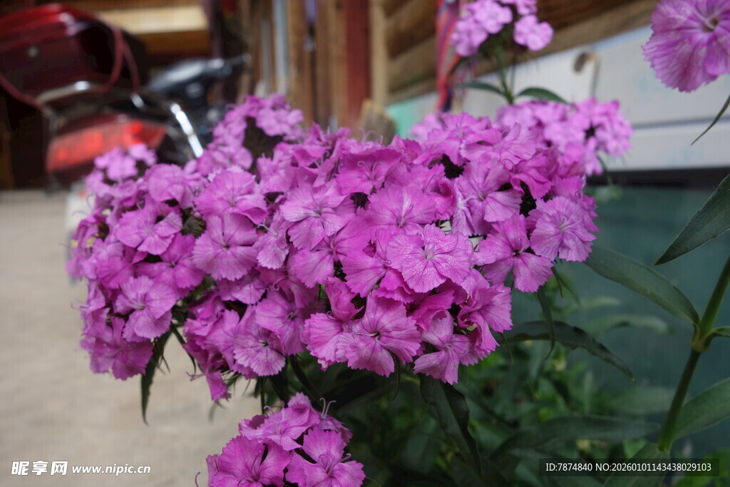 娇艳紫色花卉绽放