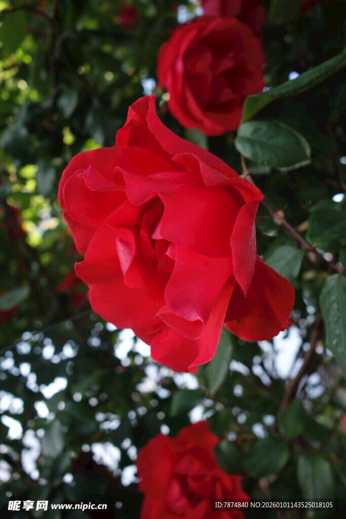 娇艳红玫瑰绽放于绿叶间