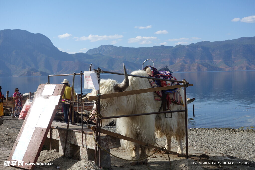 湖边牦牛装饰场景