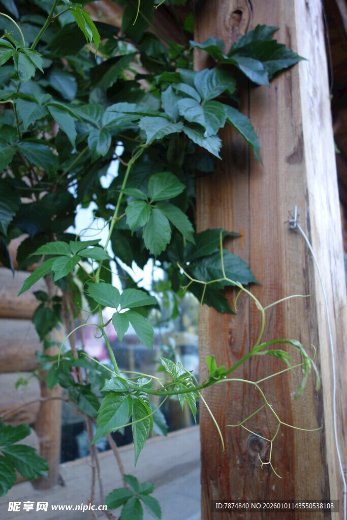 藤蔓缠绕木柱绿意盎然
