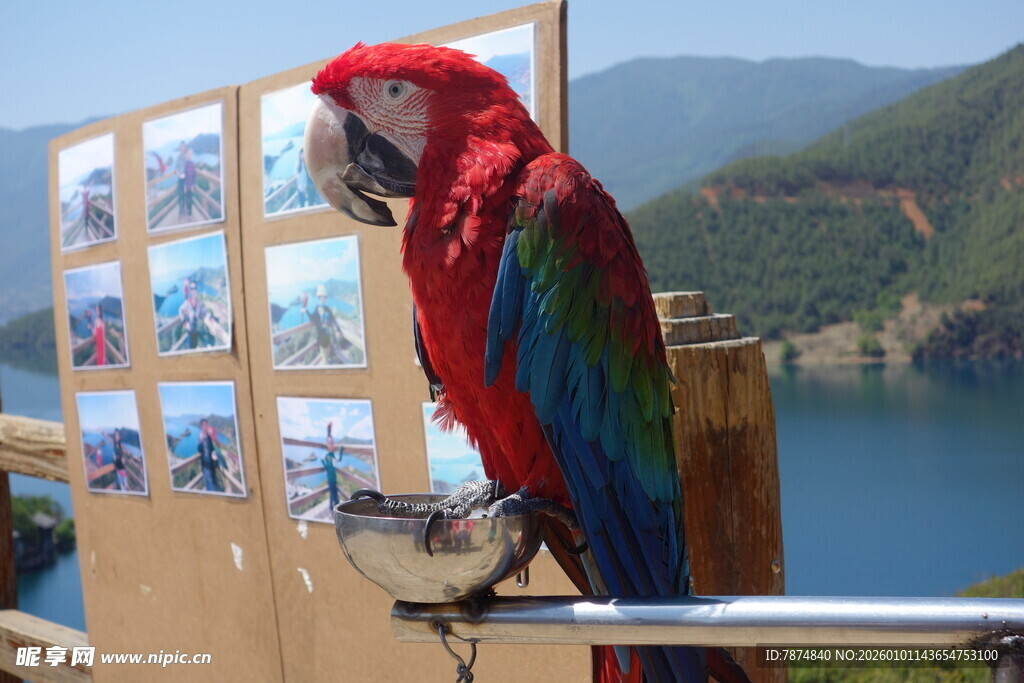 鹦鹉立于画旁赏风景