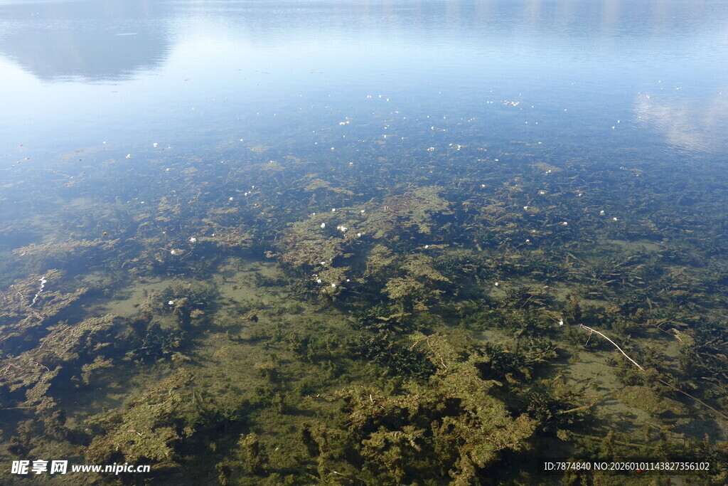 清澈水底的繁茂水草景观