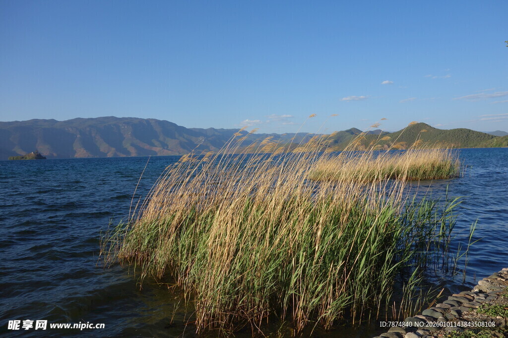 湖畔芦苇 静谧自然之景