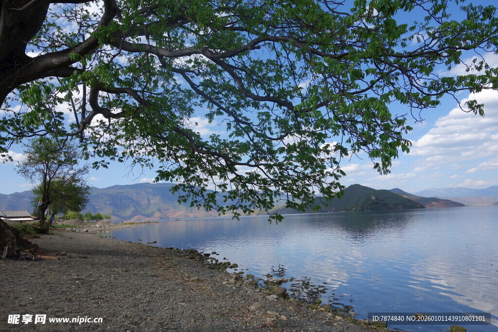 湖畔绿荫下的宁静风光