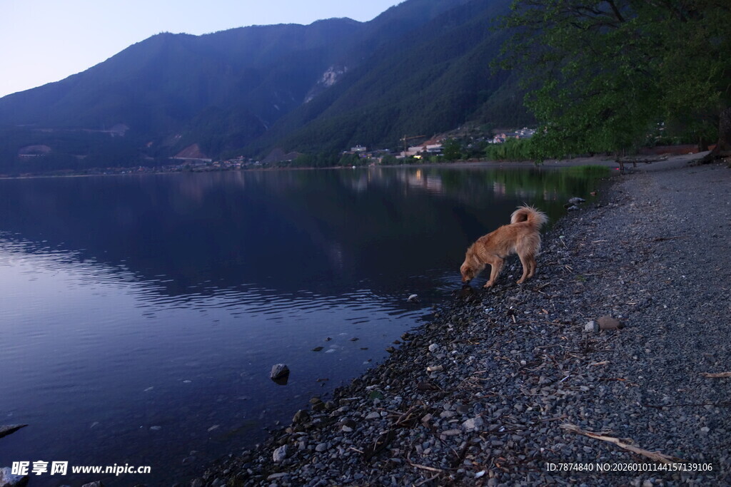 湖畔孤犬 静享山水之美