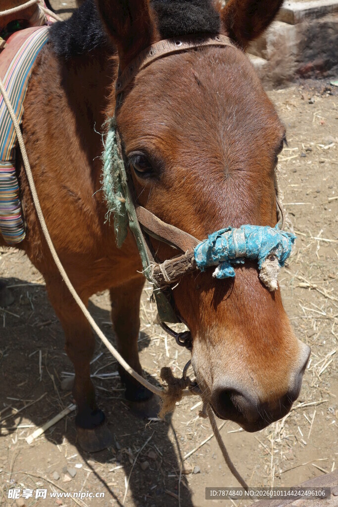 棕色小马佩戴蓝绳装饰