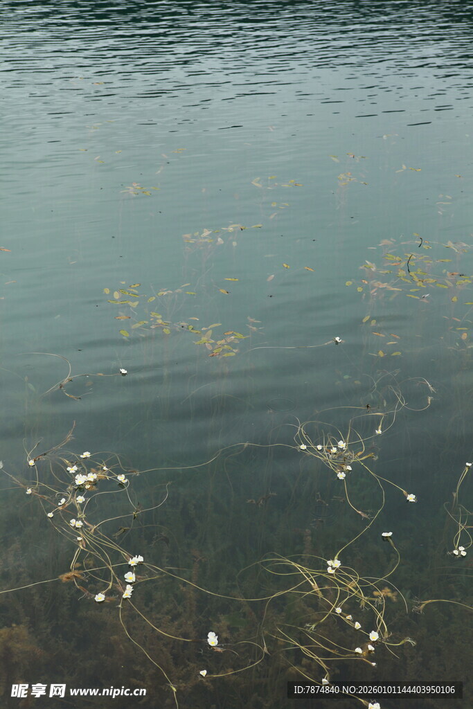 波光粼粼的水面