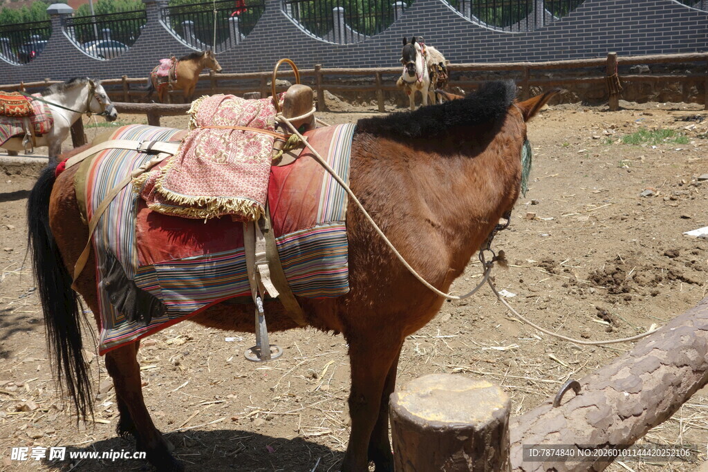 驮着鞍具的棕色骏马