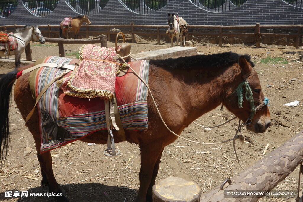 鞍辔齐全的棕色骏马