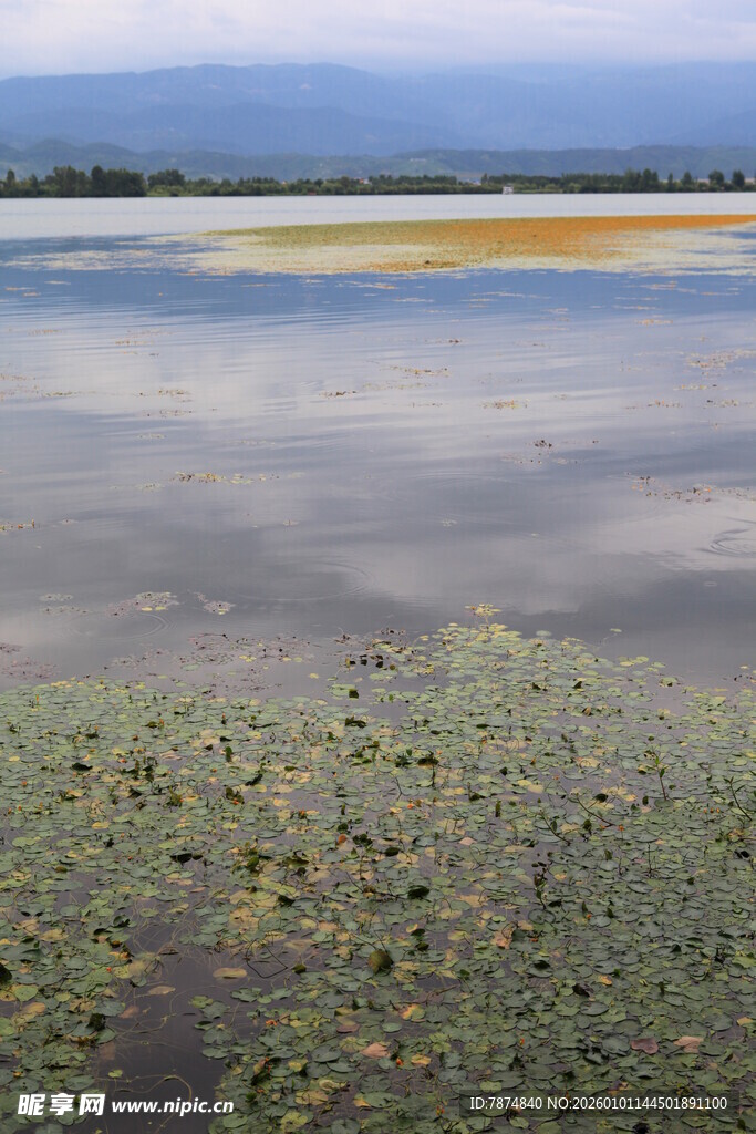宁静水域中的水生植物景观