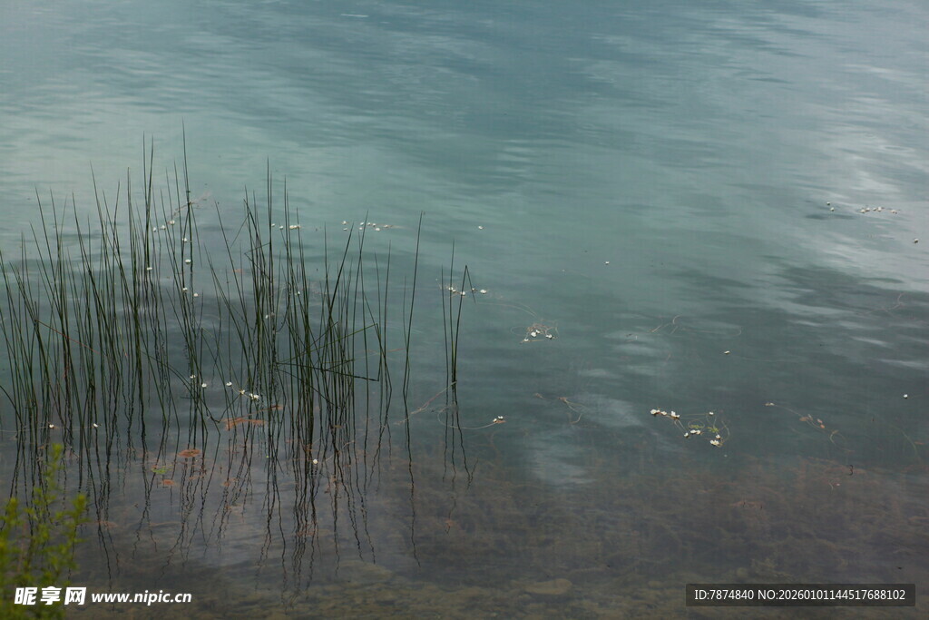 湖畔水草摇曳的静谧景致