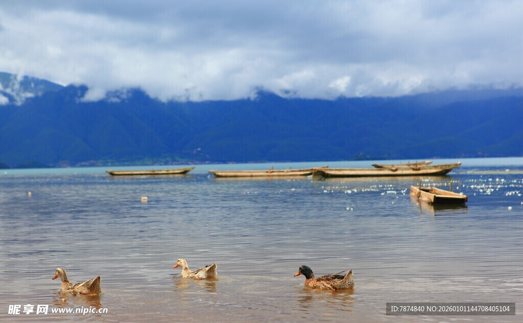 湖畔鸭群悠游于山水间