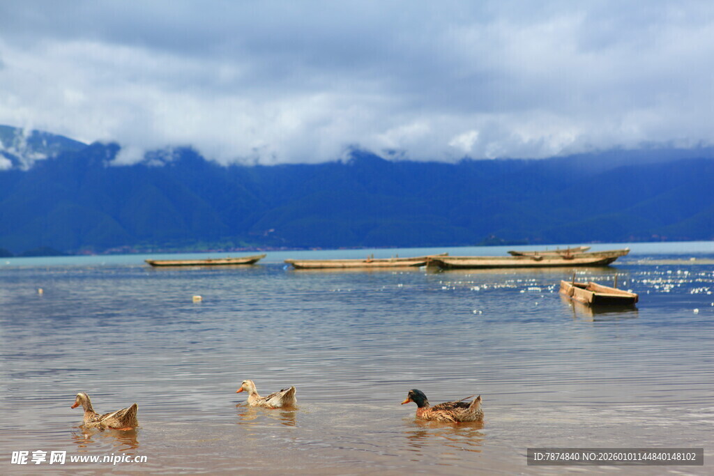 湖畔鸭群悠游的自然景致