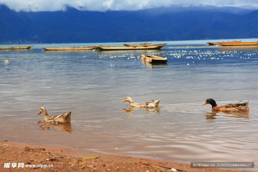 湖畔鸭群戏水图