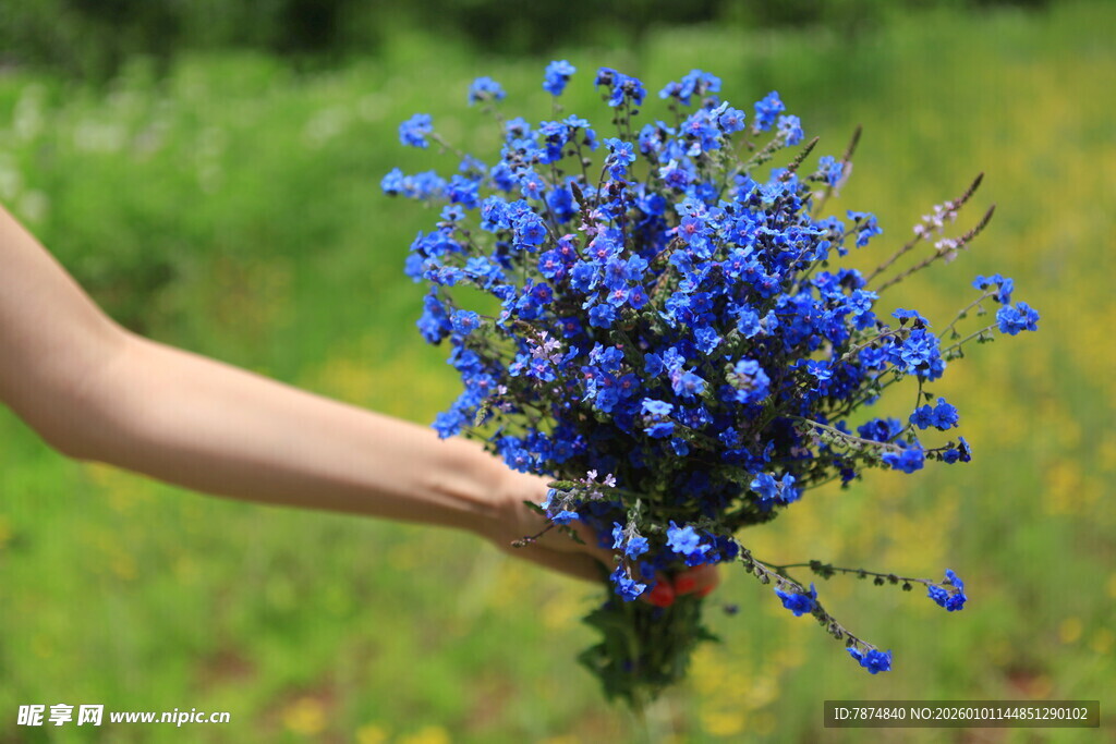 手捧蓝花束于绿野间