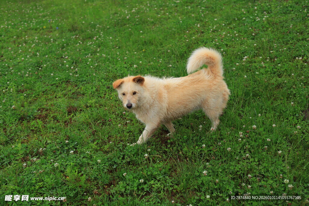 草地上漫步的可爱小狗