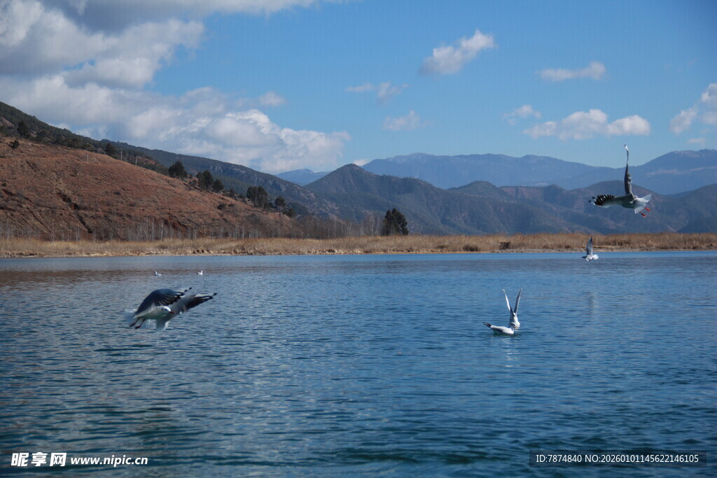 湖畔飞鸟与远山美景