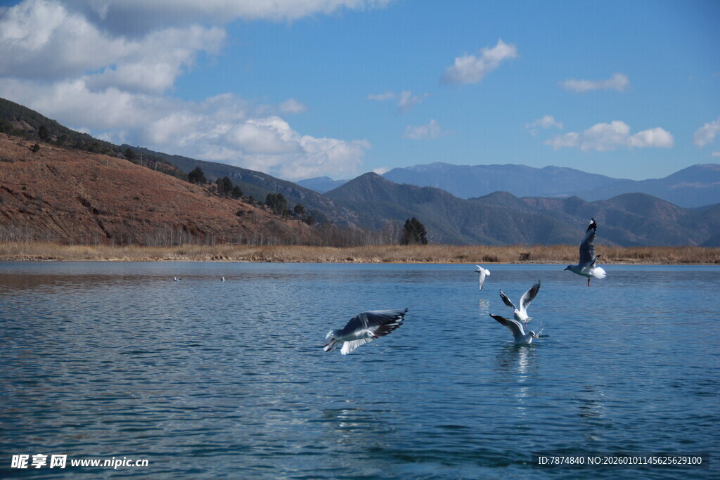 湖畔飞鸟嬉戏美景