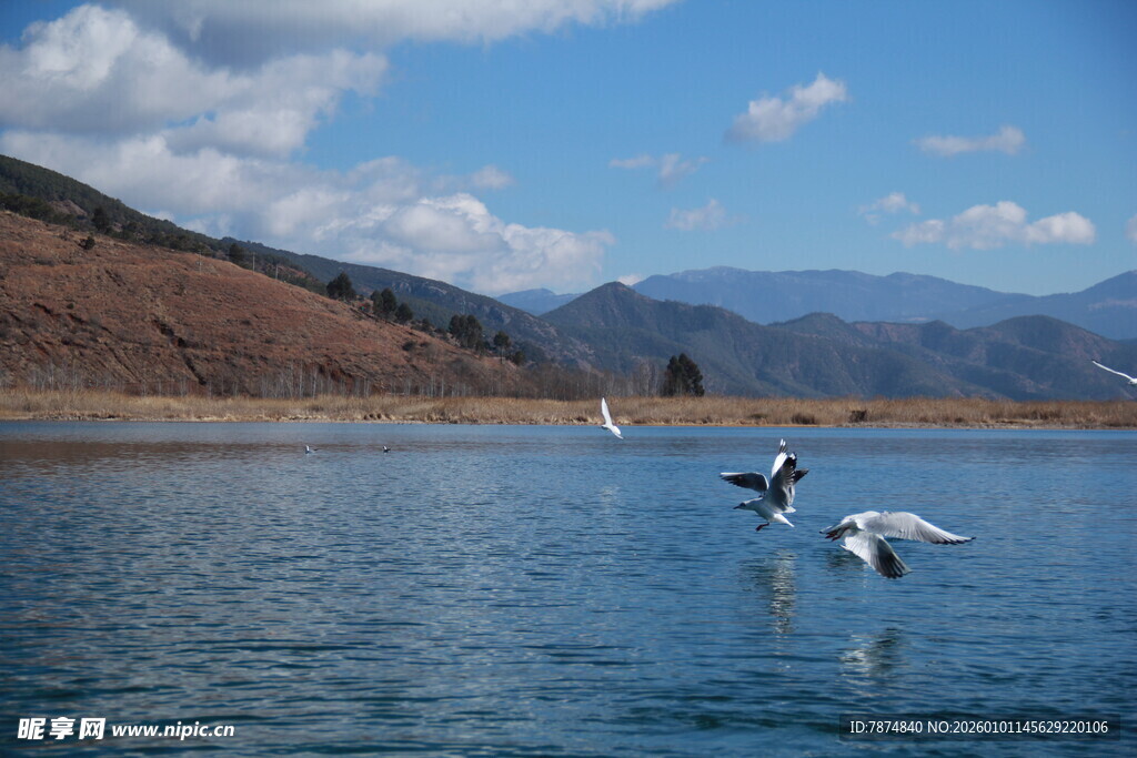 湖畔飞鸟 蓝天碧水美景