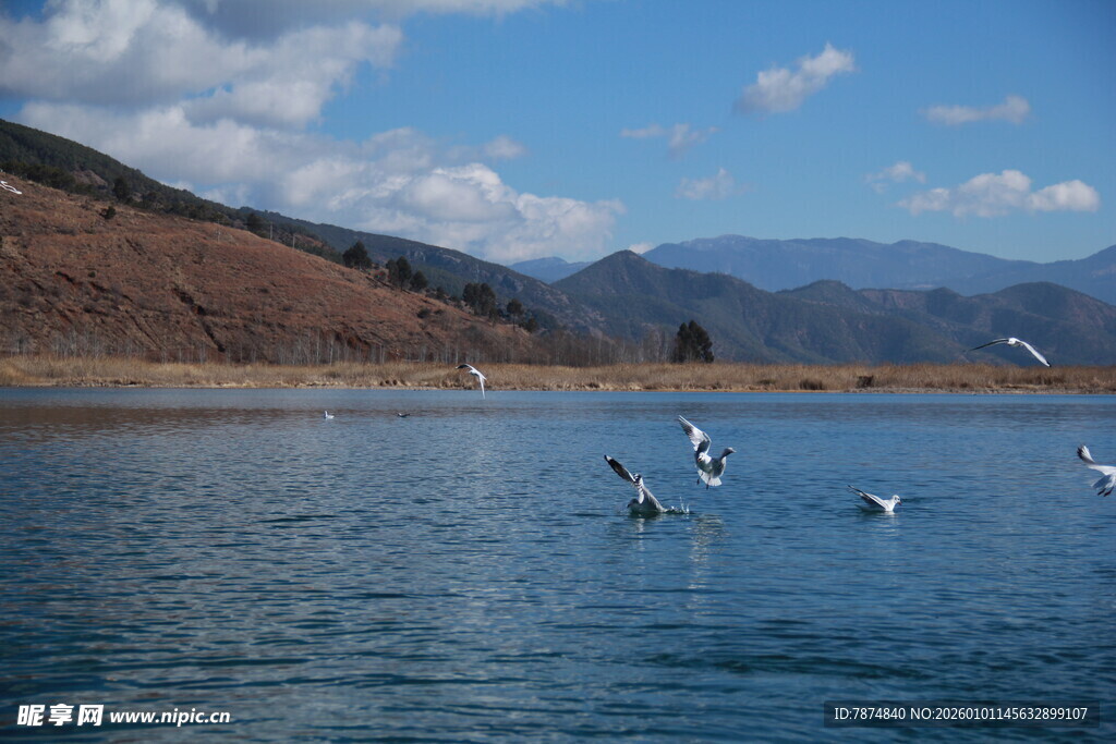 湖畔飞鸟 宁静山水景致
