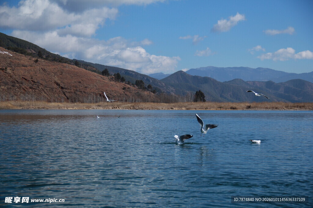 湖畔飞鸟 山水相映成趣