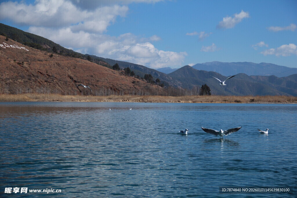 湖畔飞鸟 山水相映成趣