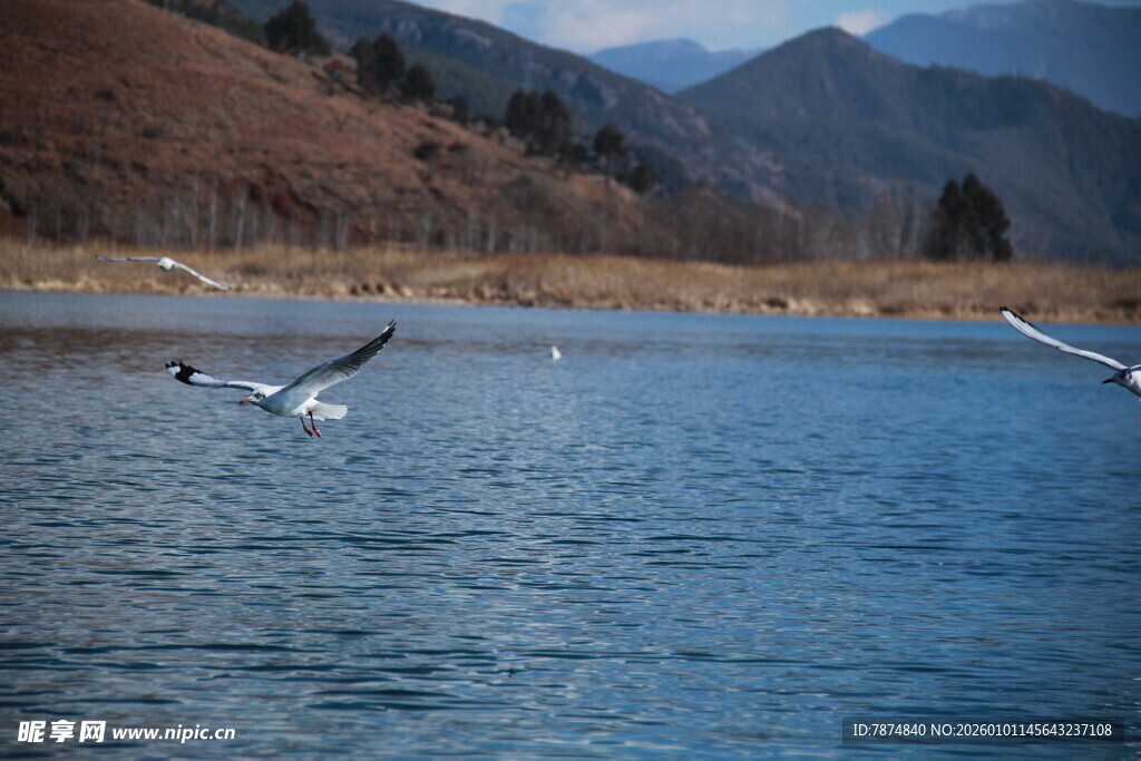 湖畔飞鸟 山水间的灵动画面