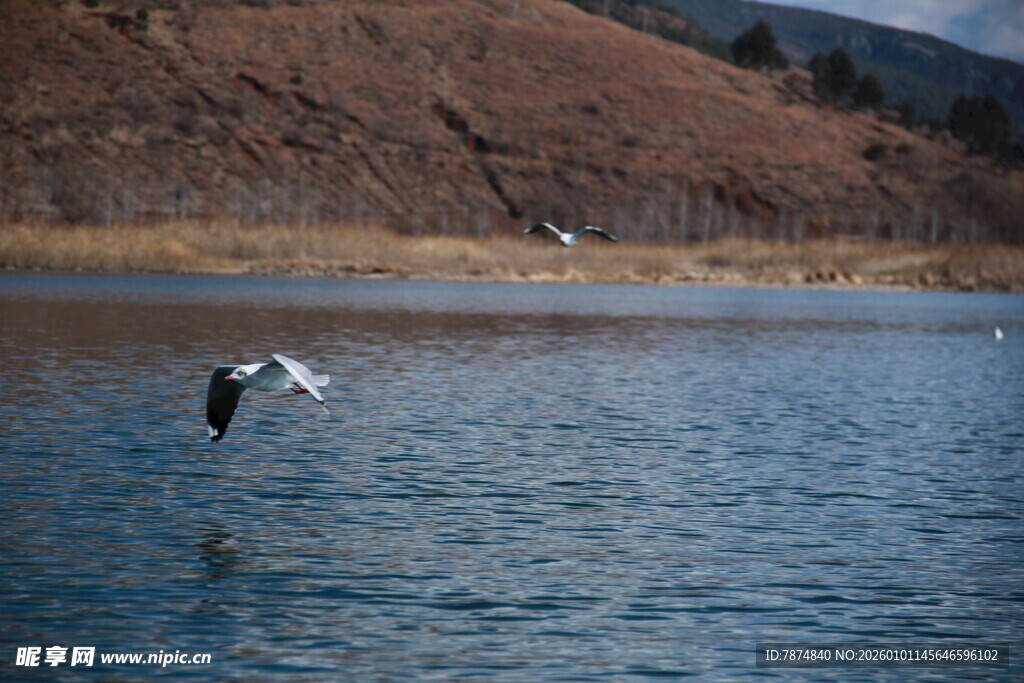 水面上飞翔的鸟儿