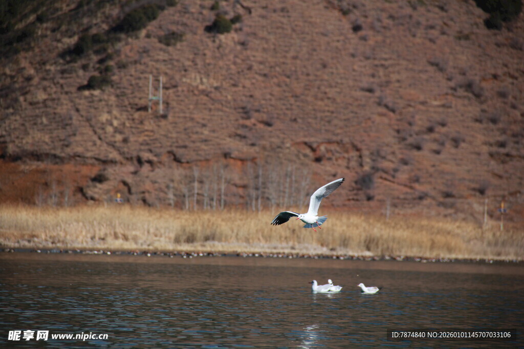 湖畔飞鸟与游弋的白鹅