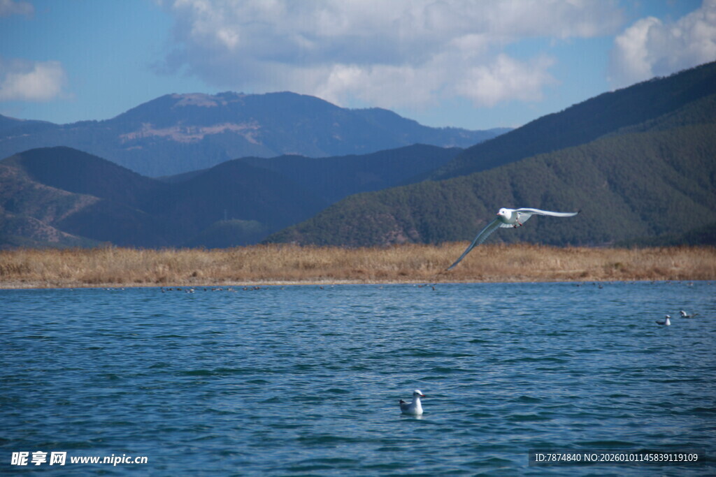 湖畔飞鸟与远山美景